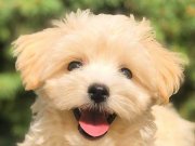 Evinize Neşe Katacak Safkan Maltipoo Yavruları