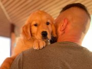 Safkan Golden Retriever Yavruları