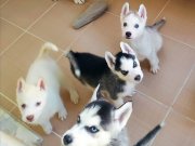 Safkan Husky Yavruları Mavi Gözlü Ve Maskeli Sibirya Kurdu