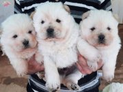 İzmir Bornova Siyah Dilli Safkan Chow Chow Yavrusu