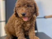 Kıvırcık Tüy Yapısıyla Öne Çıkan Akıllı Safkan Toy Poodle Yavruları