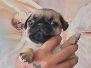 Karakteriyle Öne Çıkan Safkan Pug Yavruları