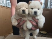 SAFKAN CHOW CHOW YAVRULARI 