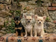 SAFKAN TEACUP ŞİVAVA YAVRULARI 