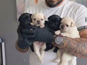 SAFKAN PUG YAVRULARI 