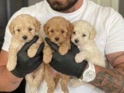 SAFKAN MALTİPOO YAVRULARI 