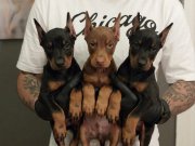HEYBETLİ SAFKAN DOBERMAN YAVRULARI