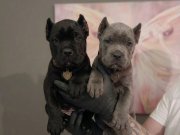 FÜME VE SİYAH SAFKAN CANE CORSO YAVRULARI 