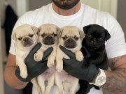 POFUDUK MASKELİ SAFKAN PUG YAVRULARI 