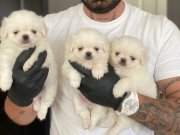 2 AYLIK BEMBEYAZ SAFKAN PEKİNES YAVRULARI 