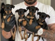 SİMSİYAH PARLAK SAFKAN MİNYATÜR PİNSCHER YAVRULARI