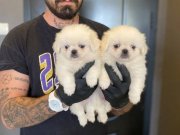 SAFKAN PEKİNES YAVRULARI 