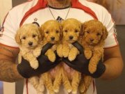 SAFKAN MALTİPOO YAVRULARI 