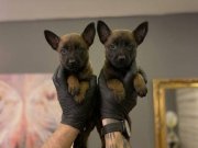 SAFKAN MALİNOS YAVRULARI 