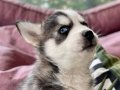 SAFKAN HUSKY YAVRULARIMIZ 