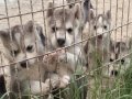 SAFKAN HUSKY MALAMUT YAVRULARI