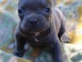 SAFKAN FRANSIZ BULLDOG YAVRULARI 