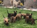 SAFKAN MALİNOS YAVRULARI