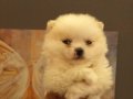 Safkan Pomeranian Boo Yavruları 