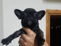 Safkan French Bulldog Yavruları ile Ailenize Neşe Katın