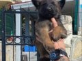 Eğitime Açık Sadık Safkan Malinois Yavruları