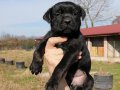 Safkan Cane Corso Yavruları | Koruyucu ve Zeki Cane Corso Karakteri