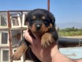 Safkan Rottweiler Yavruları Maskeli Surat Yapılı Fizik