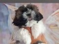 Safkan Shih Tzu Yavruları ile Ailenize Neşe Katın