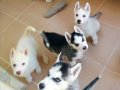 Safkan Husky Yavruları Mavi Gözlü Ve Maskeli Sibirya Kurdu