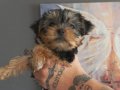 Yüksek zekâlı ve hipoalerjenik Yorkshire Terrier Yavruları