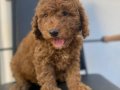 Kıvırcık Tüy Yapısıyla Öne Çıkan Akıllı Safkan Toy Poodle Yavruları