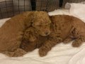 Kıvırcık ve yumuşak tüy yapısıyla TOY POODLE YAVRULARI 