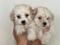 SAFKAN MALTİPOO YAVRULARI İLE EVİNİZE NEŞE KATIN