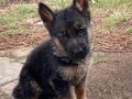 Aydın Kuşadası Sağlık Garantili Karakterli Alman Kurdu Yavruları