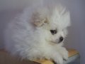 SAFKAN POMERİAN SPİTZ YAVRULARI 