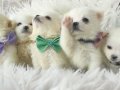 SAFKAN POMERİAN SPİTZ YAVRULARI 