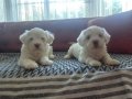 SAFKAN MALTESE TERRİER YAVRULARI 