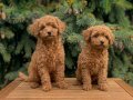 SAFKAN TOY POODLE YAVRULARI 