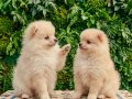 SAFKAN TEACUP POMERİAN BOO YAVRULARI 