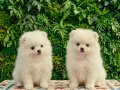 SAFKAN TEACUP POMERİAN BOO YAVRULARI 