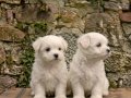 SAFKAN TEACUP MALTESE TERRİER YAVRULARI 