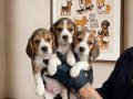 SAFKAN ELİZABETH BEAGLE YAVRULARI 