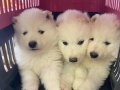 SAFKAN SAMOYED YAVRULARI 