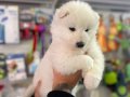 SAFKAN SAMOYED YAVRULARI 
