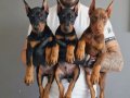 SAFKAN KİNG DOBERMAN YAVRULARI 