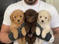 SAFKAN TOY POODLE YAVRULARI 