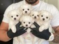 BEMBEYAZ SAFKAN TEACUP MALTESE TERRİER YAVRULARI 