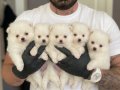 KARTOPU SAFKAN POMERİAN BOO YAVRULARI 