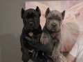 FÜME VE SİYAH SAFKAN CANE CORSO YAVRULARI 