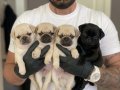 POFUDUK MASKELİ SAFKAN PUG YAVRULARI 